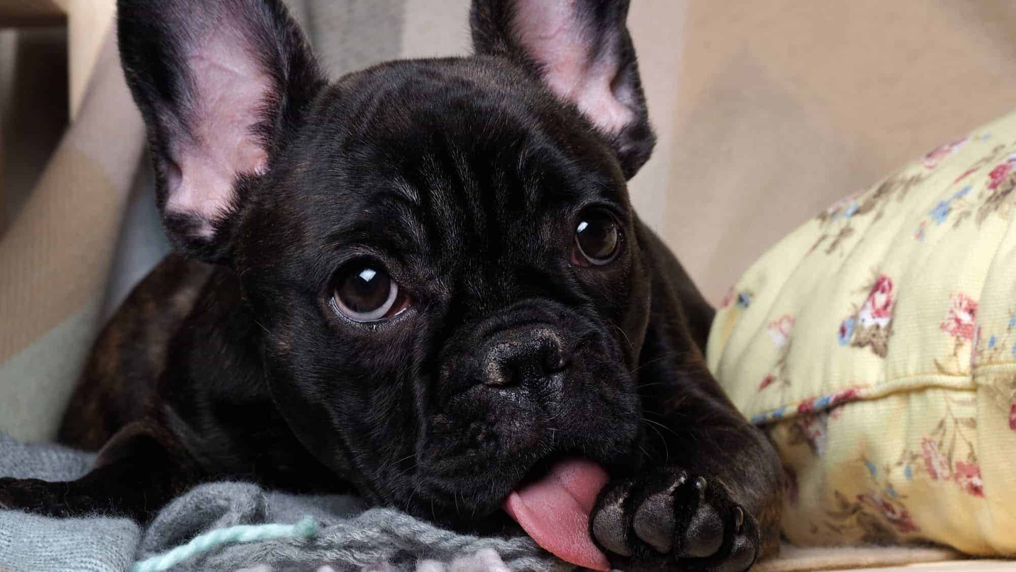 A close-up of a black French Bulldog lying on a couch, licking its paw with its large, expressive eyes looking at the camera.