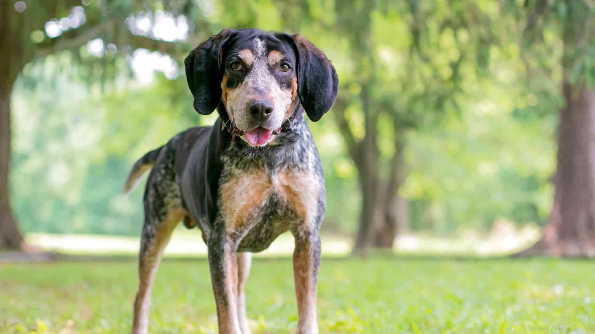 A mixed breed dog standing on green grass in a park, looking attentively at the camera with trees in the background.