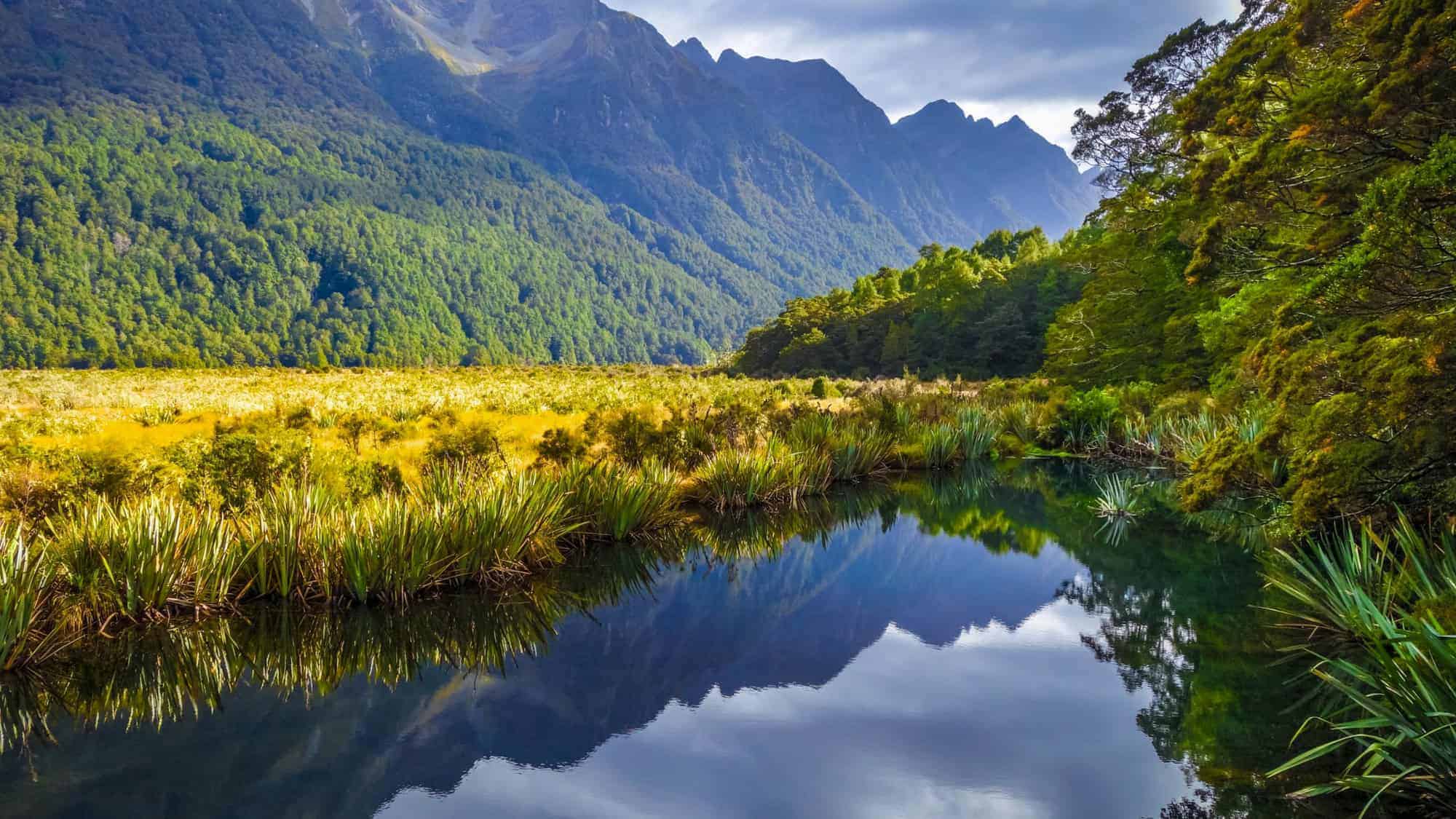 A scenic view of lush wetlands, mist-covered mountains, and clear waters in Fiordland National Park, New Zealand.