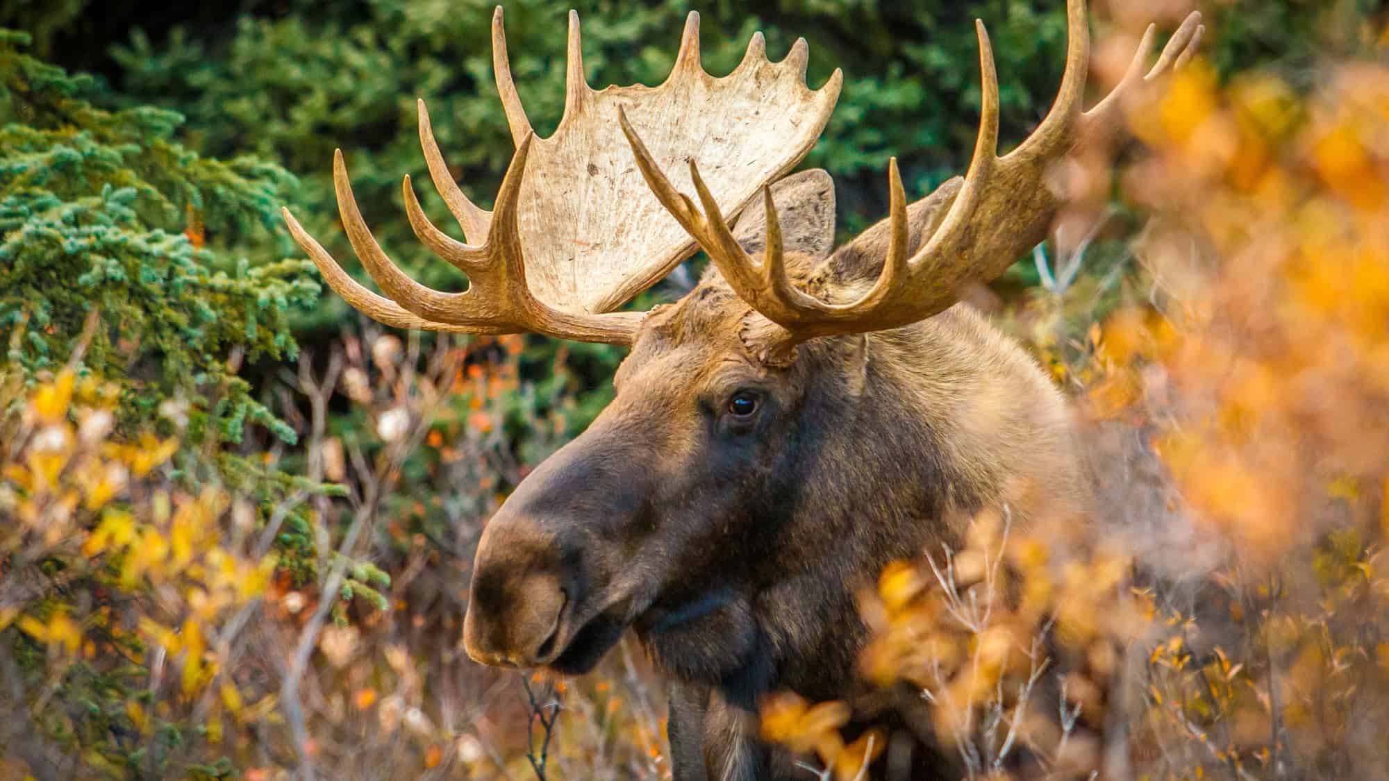Close-up of a moose with large, impressive antlers, standing among autumnal foliage and evergreens, highlighting its majestic presence.