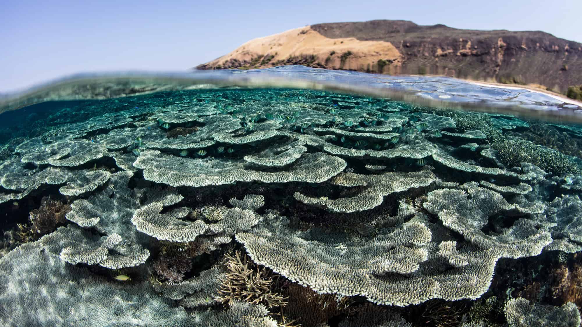 A split-view of the ocean, showcasing vibrant coral reefs underwater with a rocky island landscape above the surface at Komodo Island.