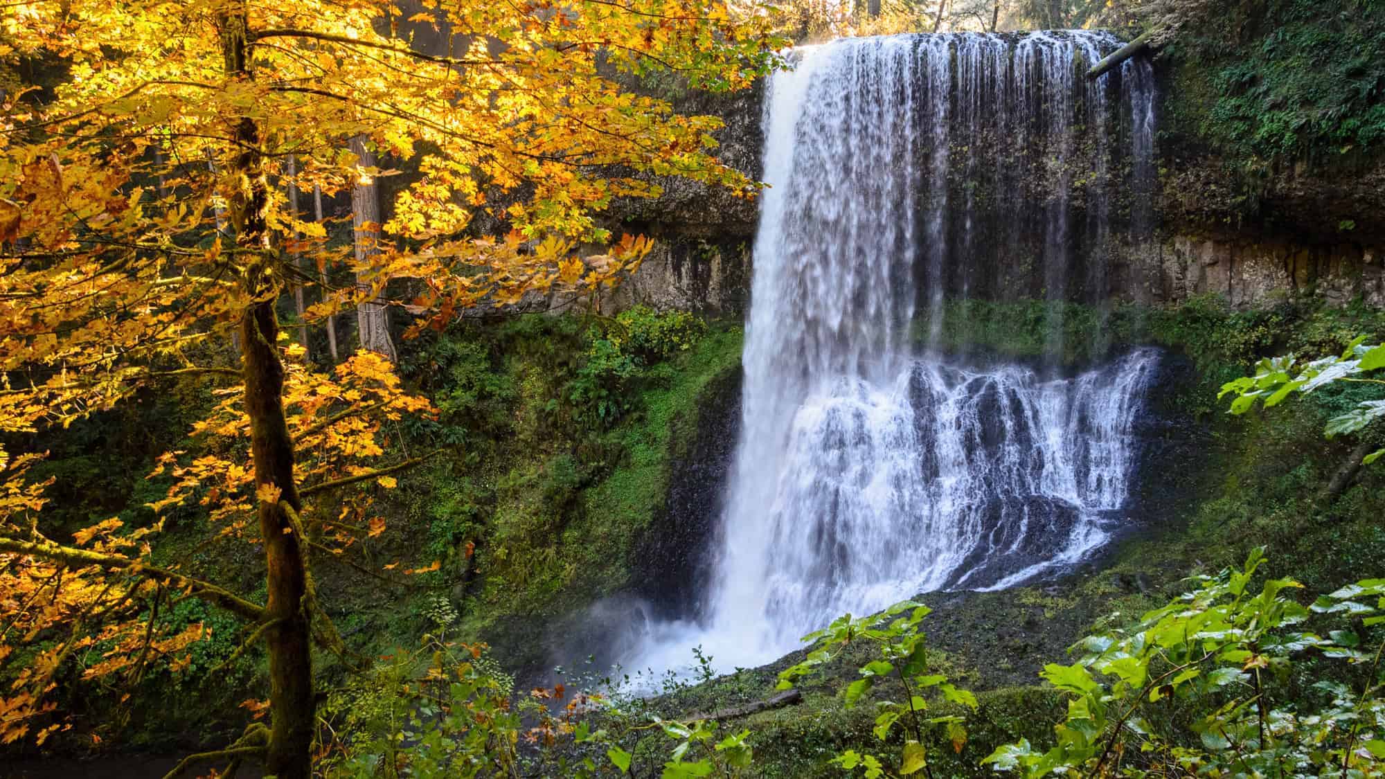 A vibrant autumn scene at Silver Falls State Park featuring a waterfall cascading over a moss-covered cliff, framed by trees with golden-yellow leaves.