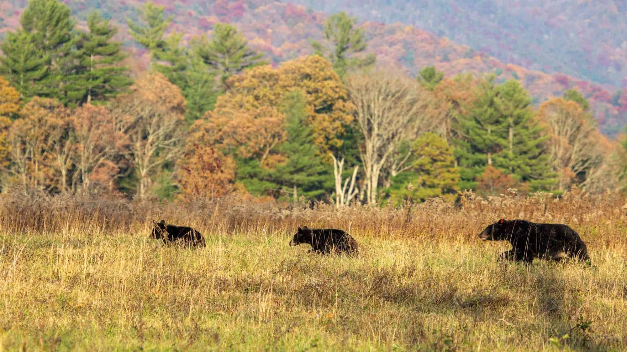 A field scene in Cades Cove with three black bears walking through the tall grass, with a backdrop of autumn-colored trees and mountains.