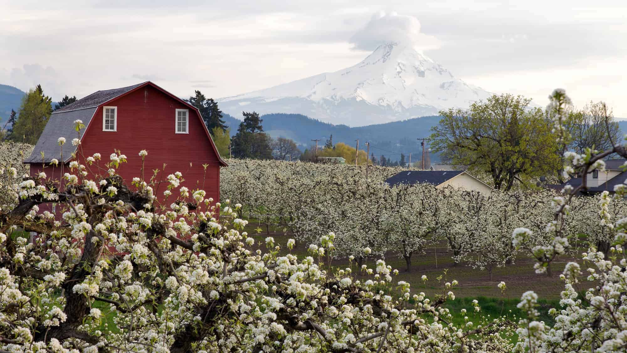 A red barn is nestled among blossoming trees with snow-capped Mount Hood in the background.