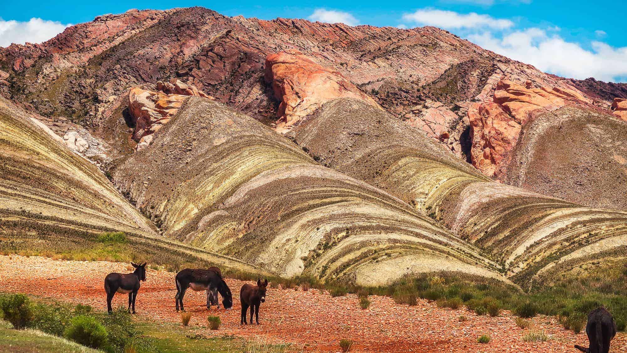 Dark-coated donkeys graze in the foreground against a backdrop of striking striped hills in shades of gold, brown, and red beneath a clear blue sky.
