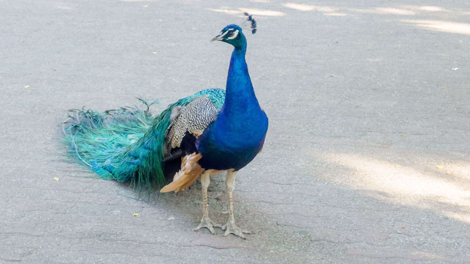A peacock with vibrant blue and green feathers stands on a paved pathway, displaying its intricate plumage.
