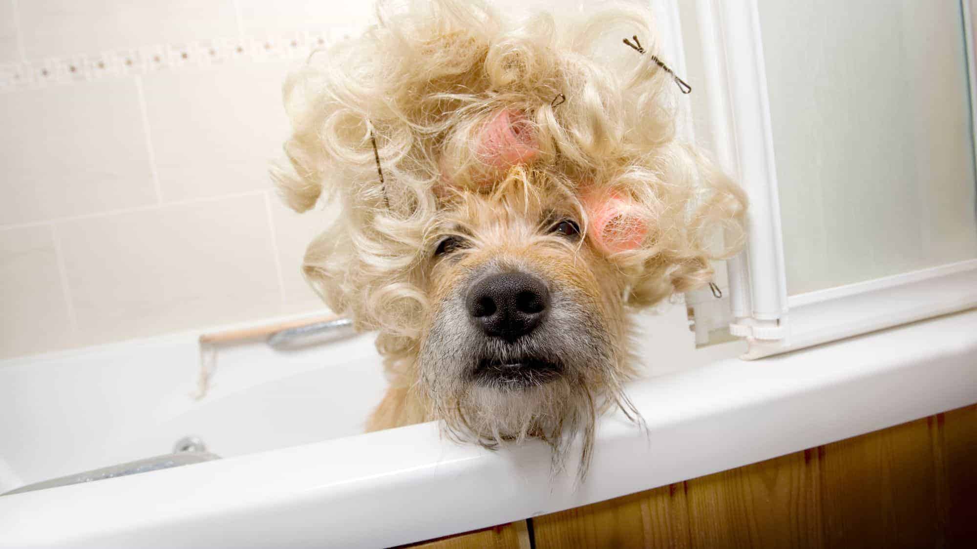A scruffy dog with a humorous expression is pictured in a bath, wearing a curly blonde wig with hairpins.