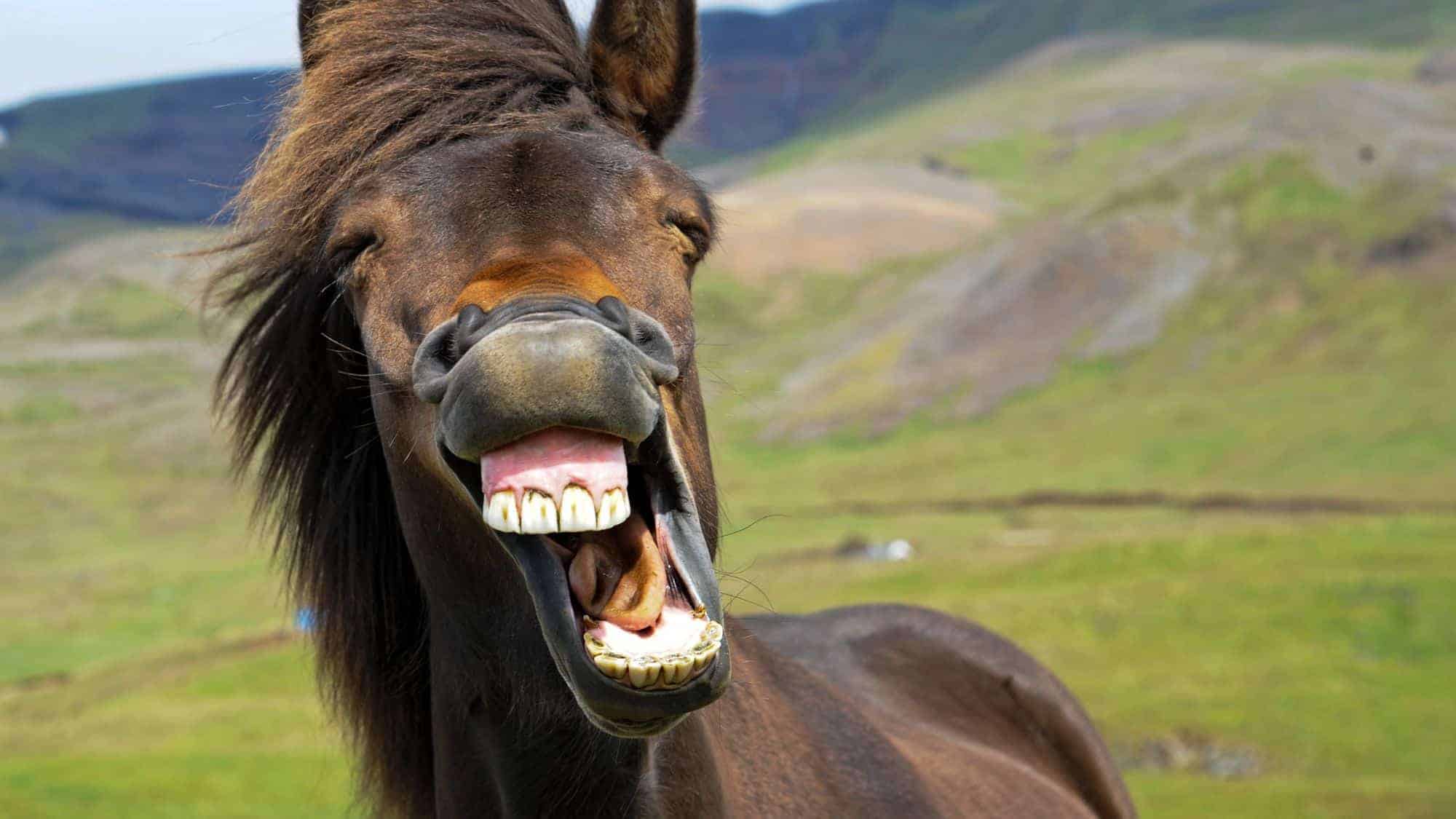 A brown horse with a humorous expression, showing its teeth as it appears to laugh with the backdrop of a hilly, grassy landscape.