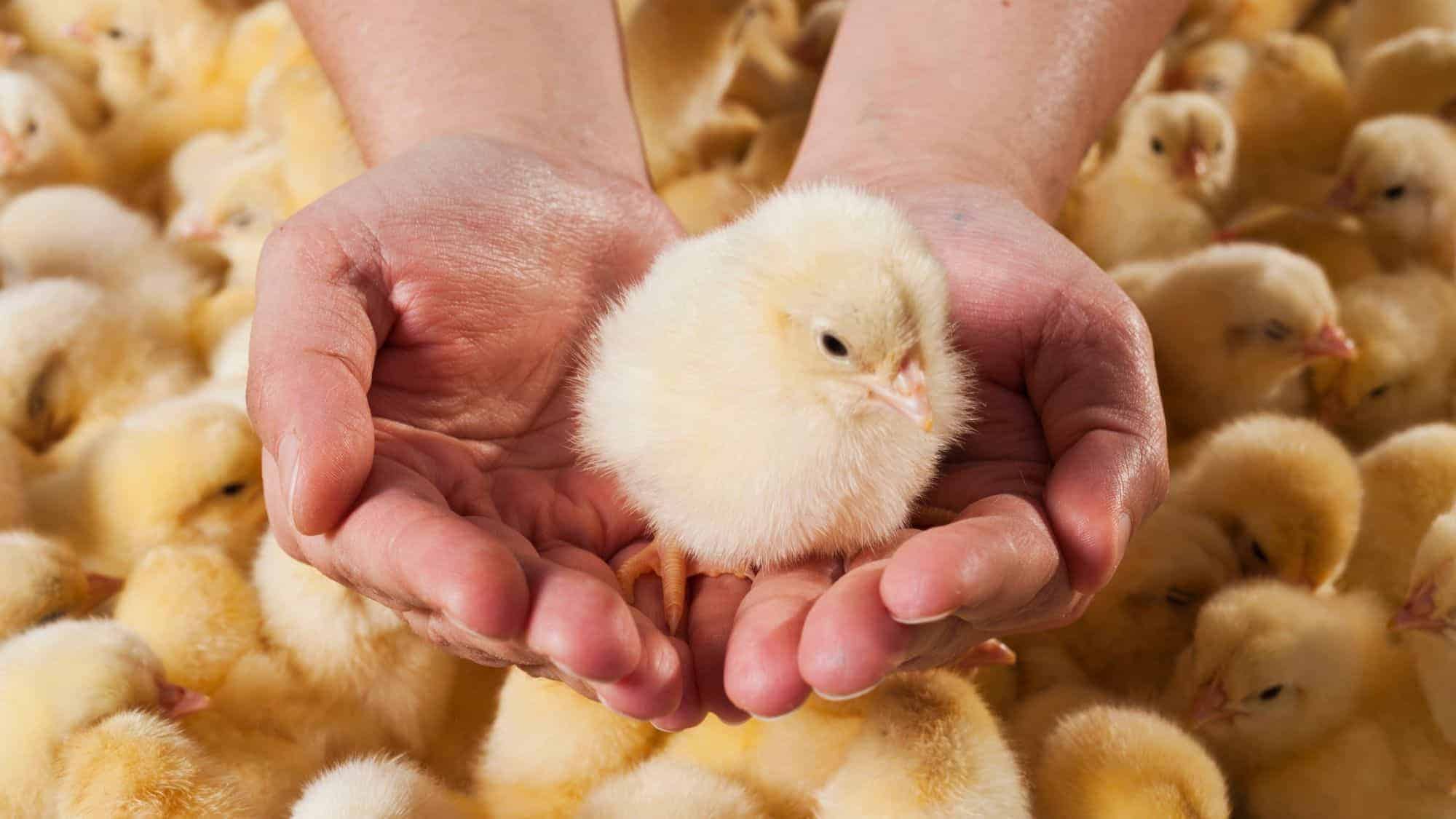 A fluffy yellow chick cradled gently in the hands of a person, surrounded by other baby chicks in a soft, warm setting.