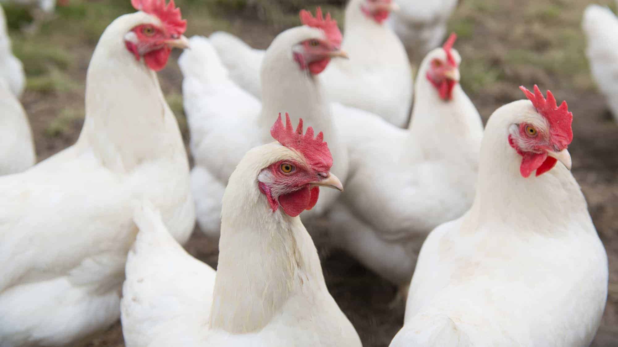 A group of white chickens with bright red combs gathered outdoors, with the focus on one chicken in the foreground looking directly at the camera.