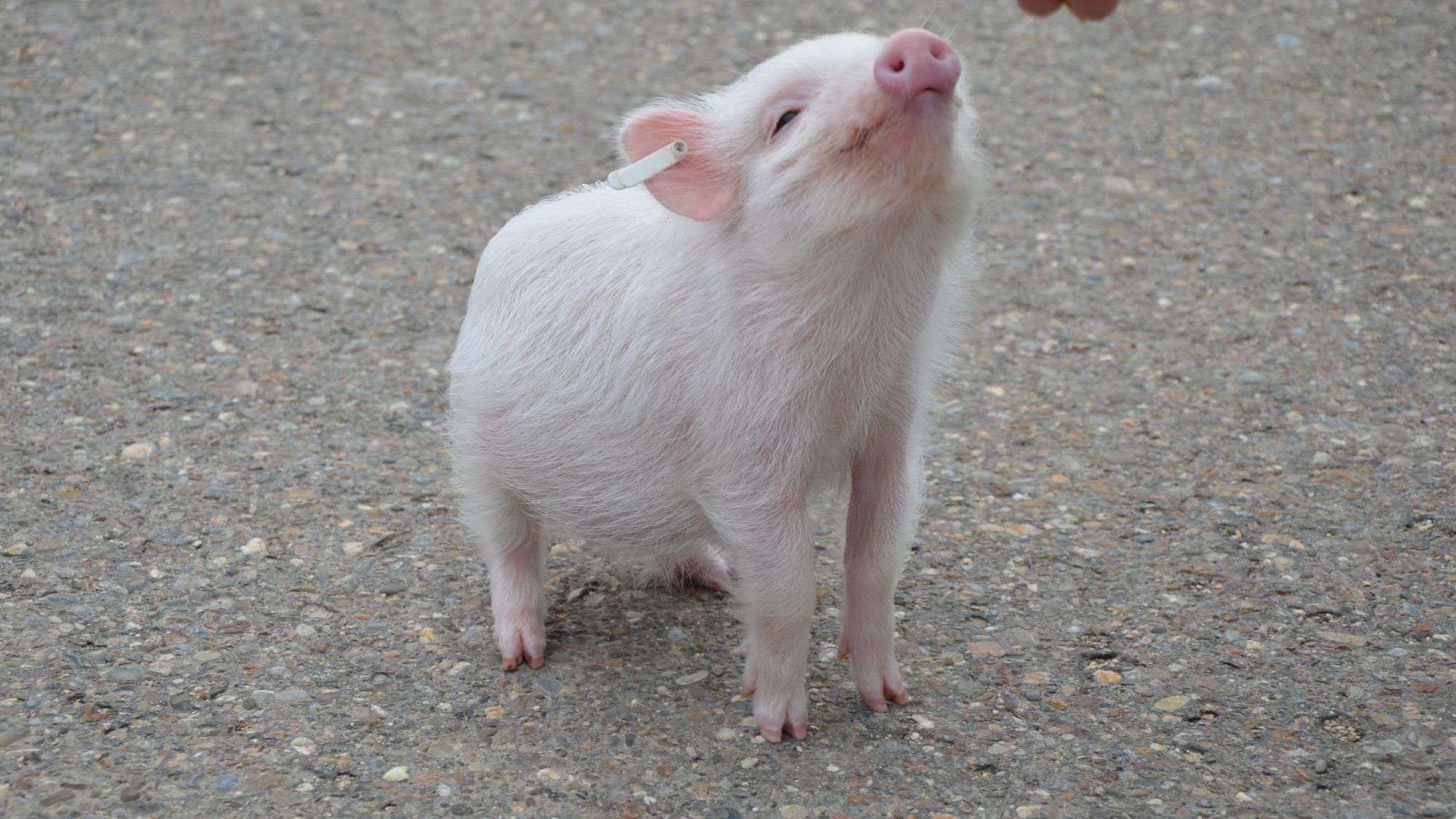 A small, pink pig standing on a paved road, looking up with its snout raised as if sniffing the air.