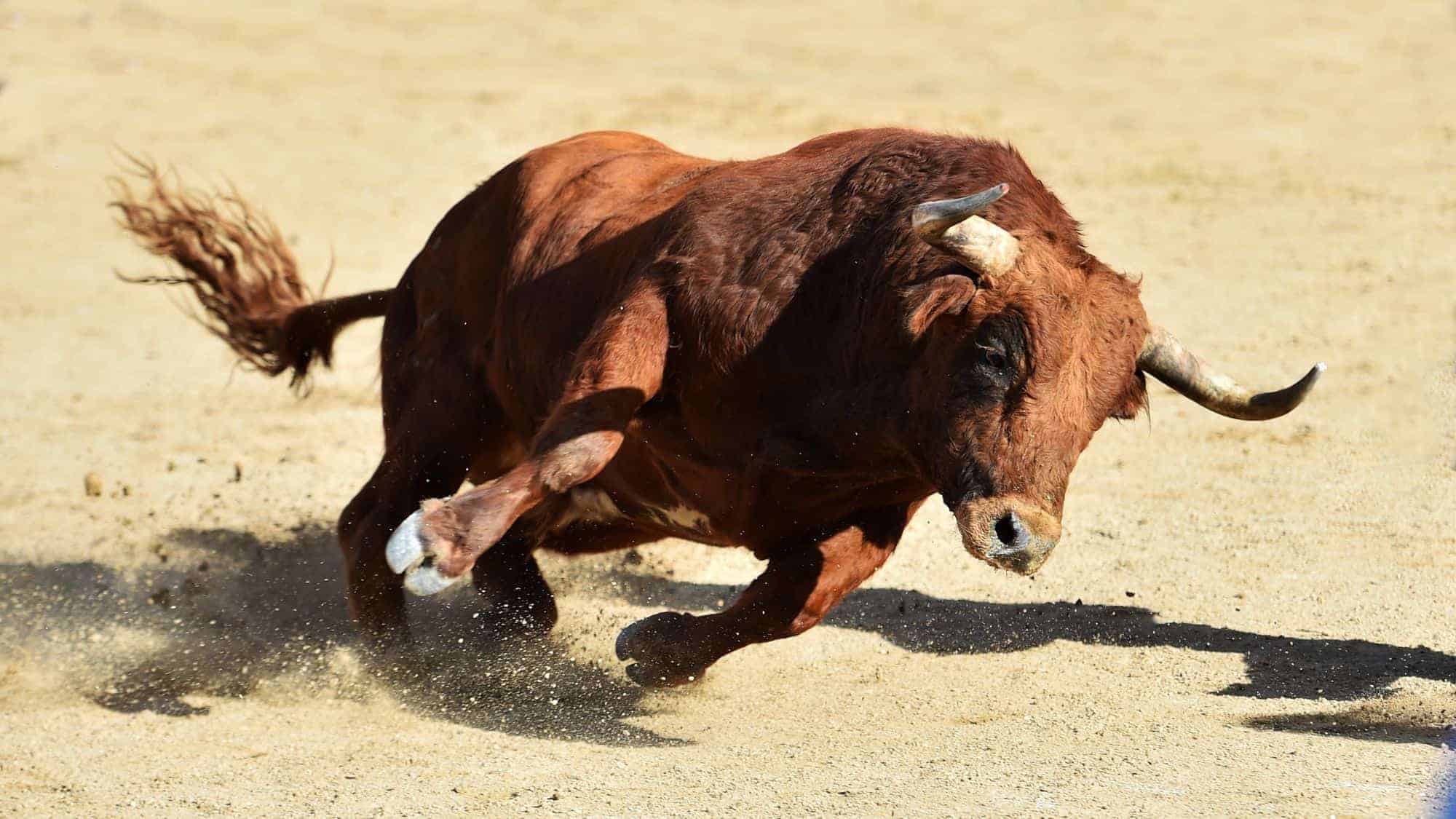 A powerful bull charging forward on a dusty field, its muscles tensed and hooves kicking up dirt.