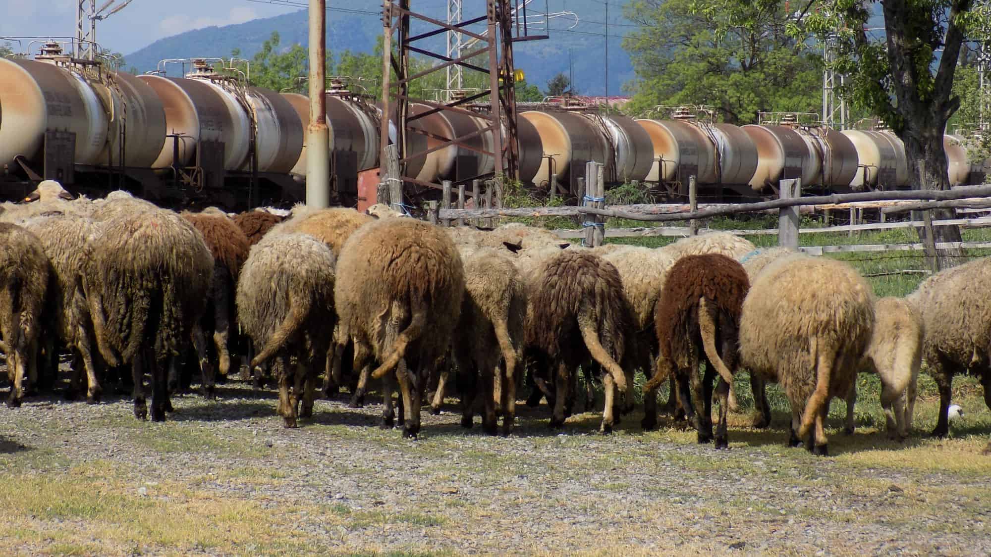 A herd of sheep walking away from the camera near a railroad track, with some industrial containers in the background.