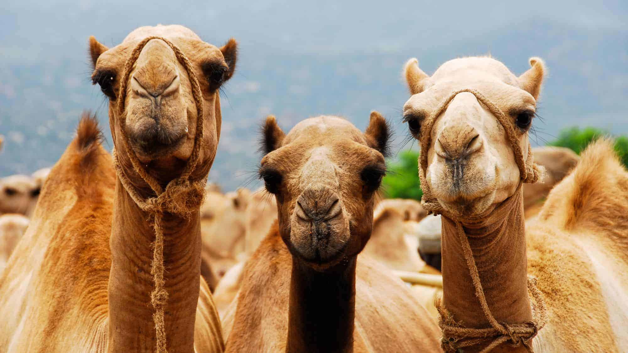 A group of camels, three of them looking directly at the camera with their harnesses on, standing close together in a desert-like environment.