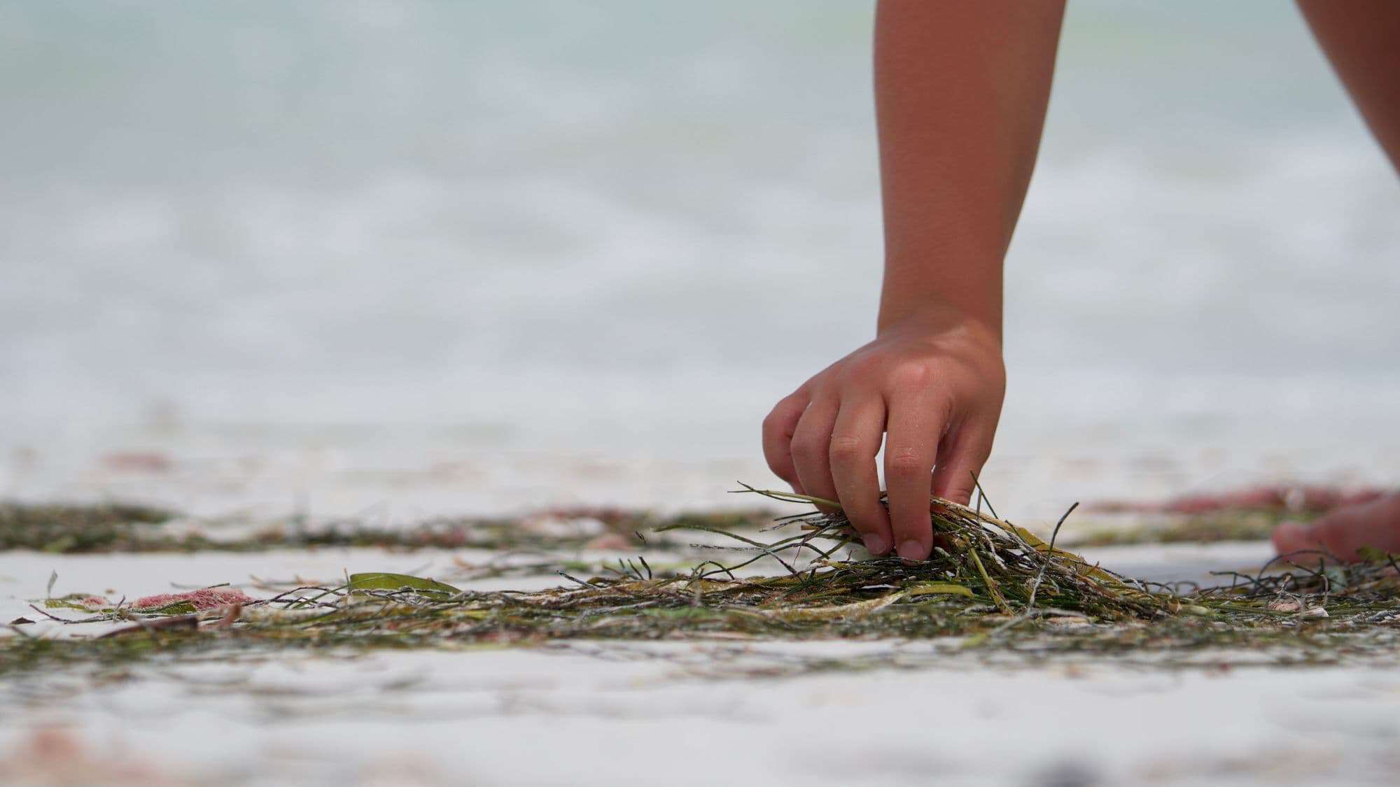 A hand reaching down to pick up seaweed from the sand on a beach, with soft ocean waves blurred in the background.