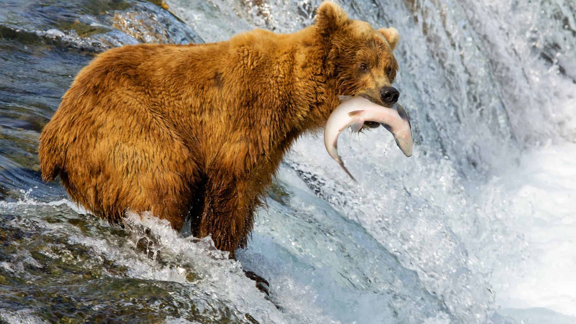 A brown bear standing in a river with a freshly caught fish in its mouth, surrounded by flowing water.