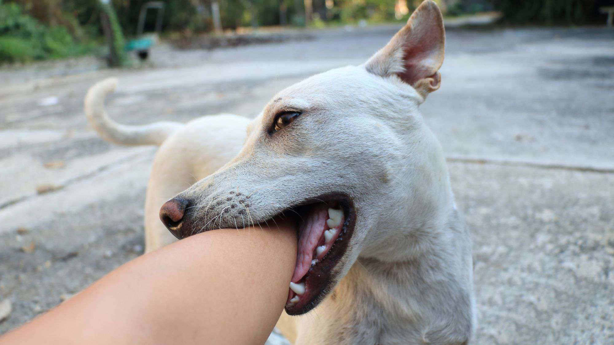 A white dog gently biting someone's forearm, appearing playful, with a concrete path in the background.