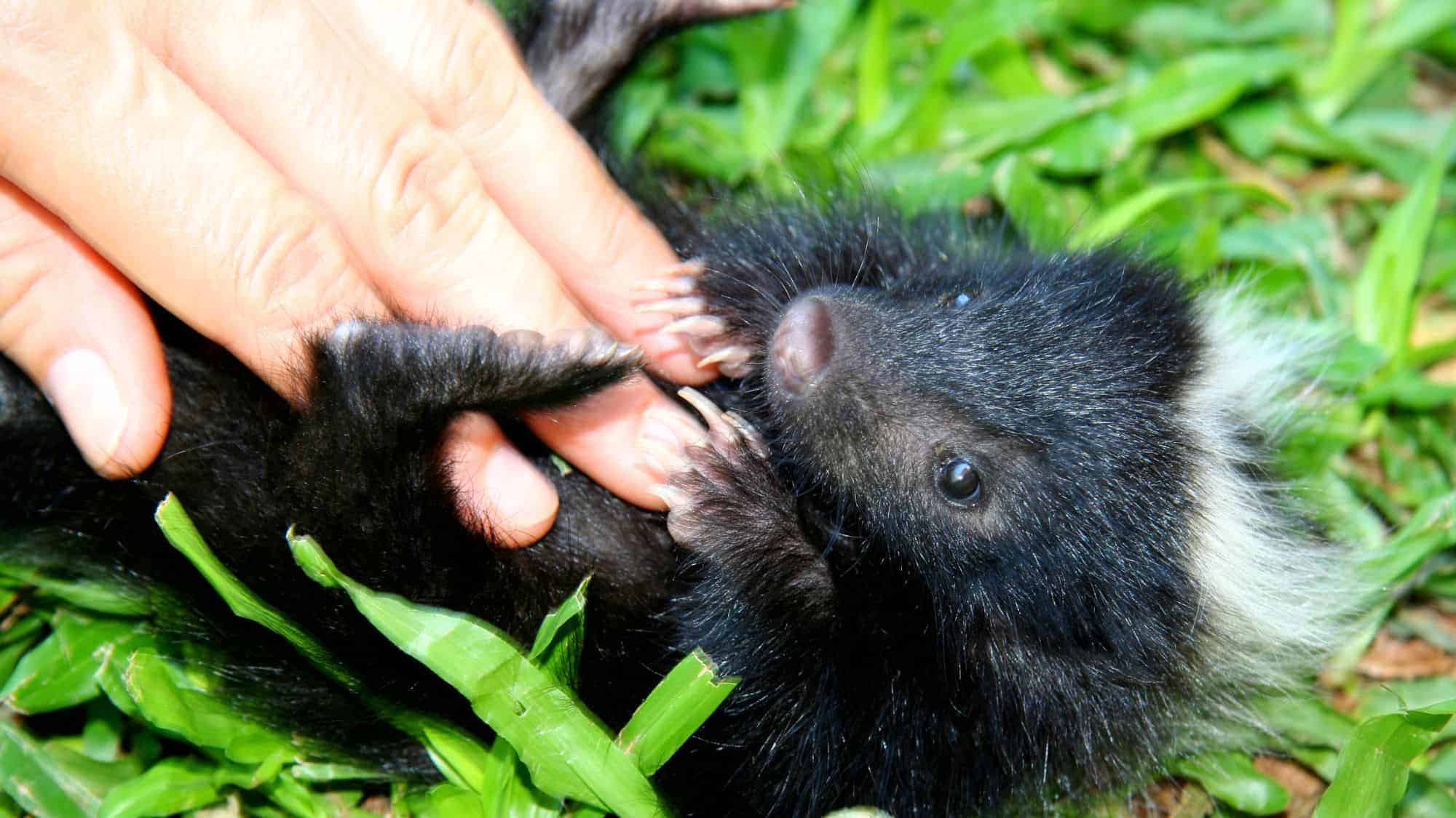 A close-up of a tiny black and white baby skunk being gently handled by a person, lying on green grass.