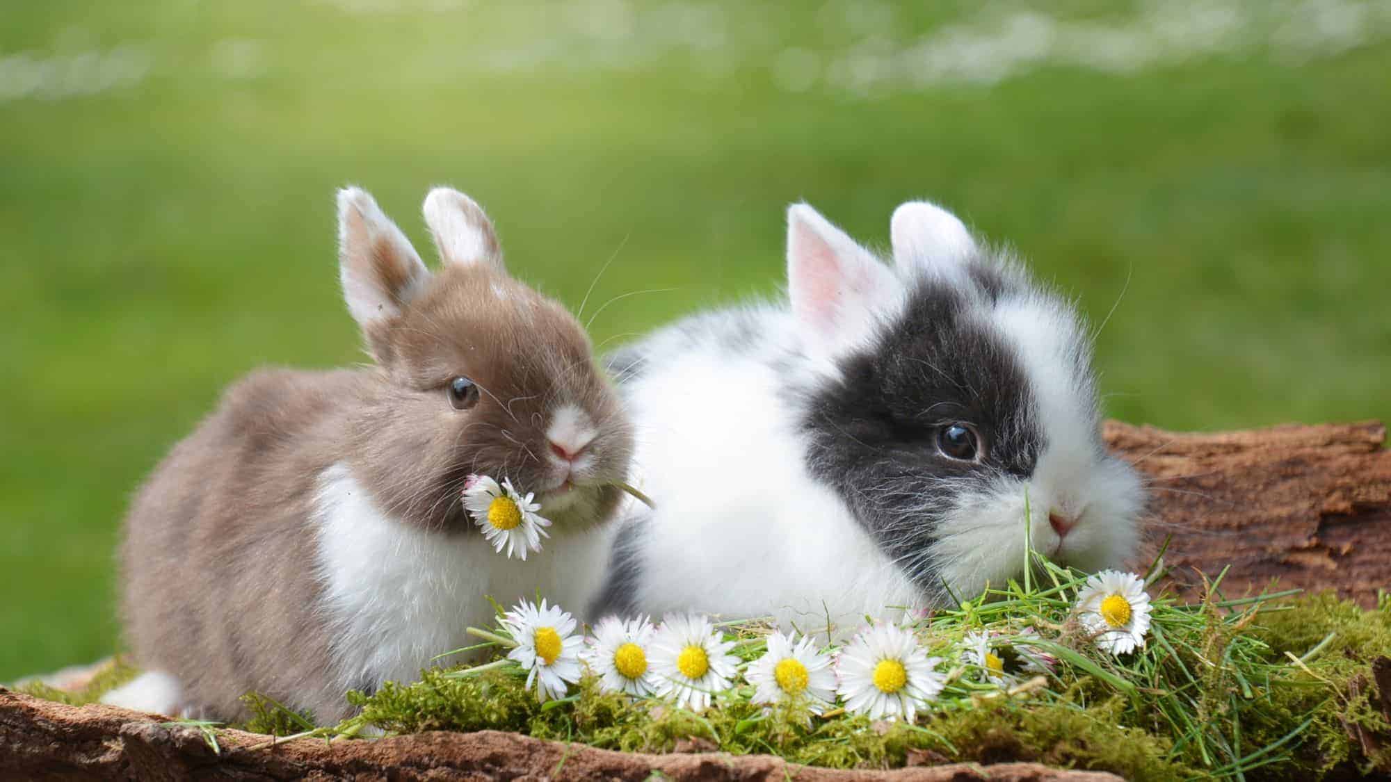 Two adorable baby rabbits sitting on a log outdoors, surrounded by small white daisy flowers. One rabbit is brown with white markings, and the other is black and white, both nibbling on the flowers.