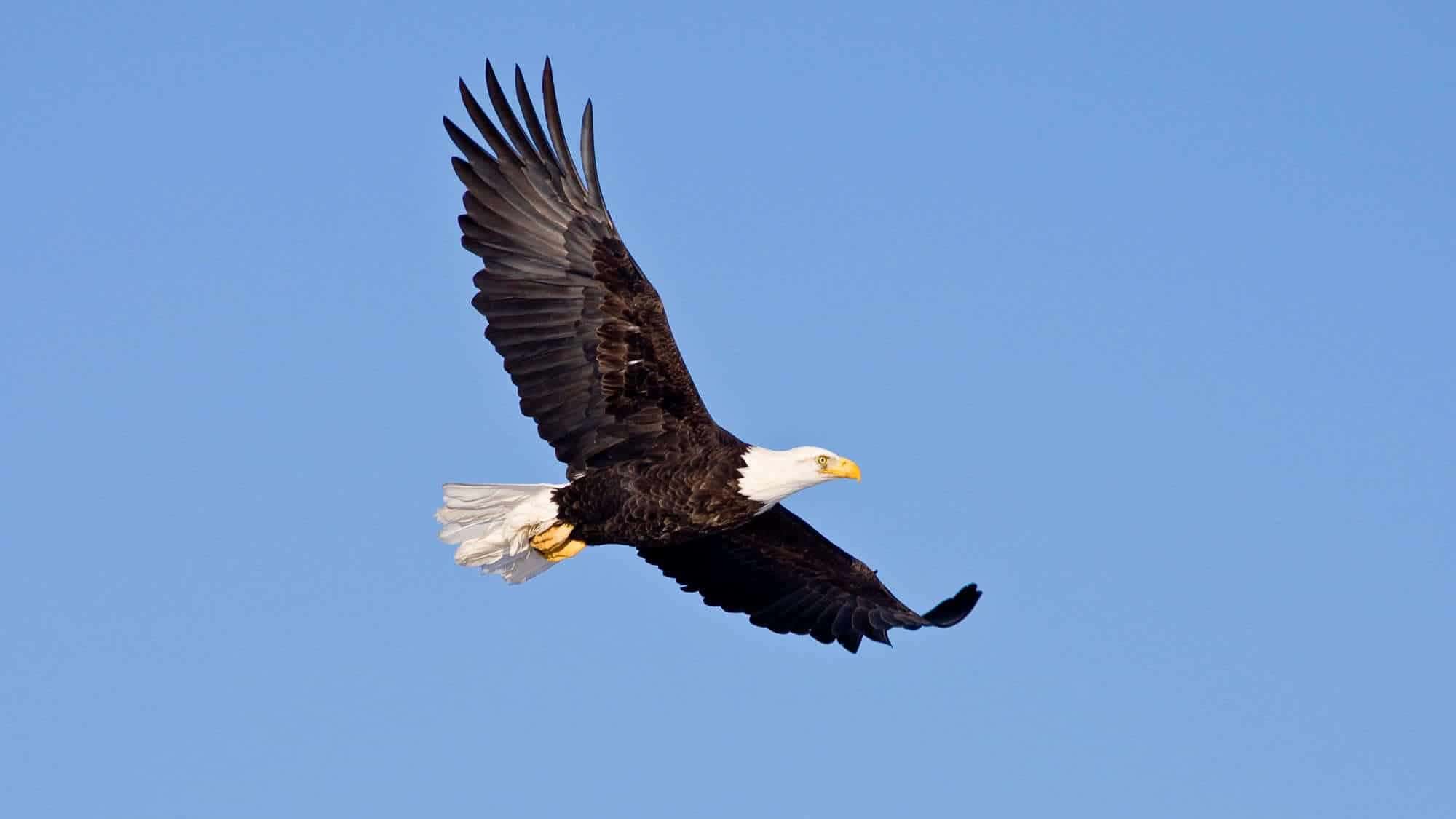 A majestic bald eagle soaring through a clear blue sky, wings fully extended as it flies effortlessly.