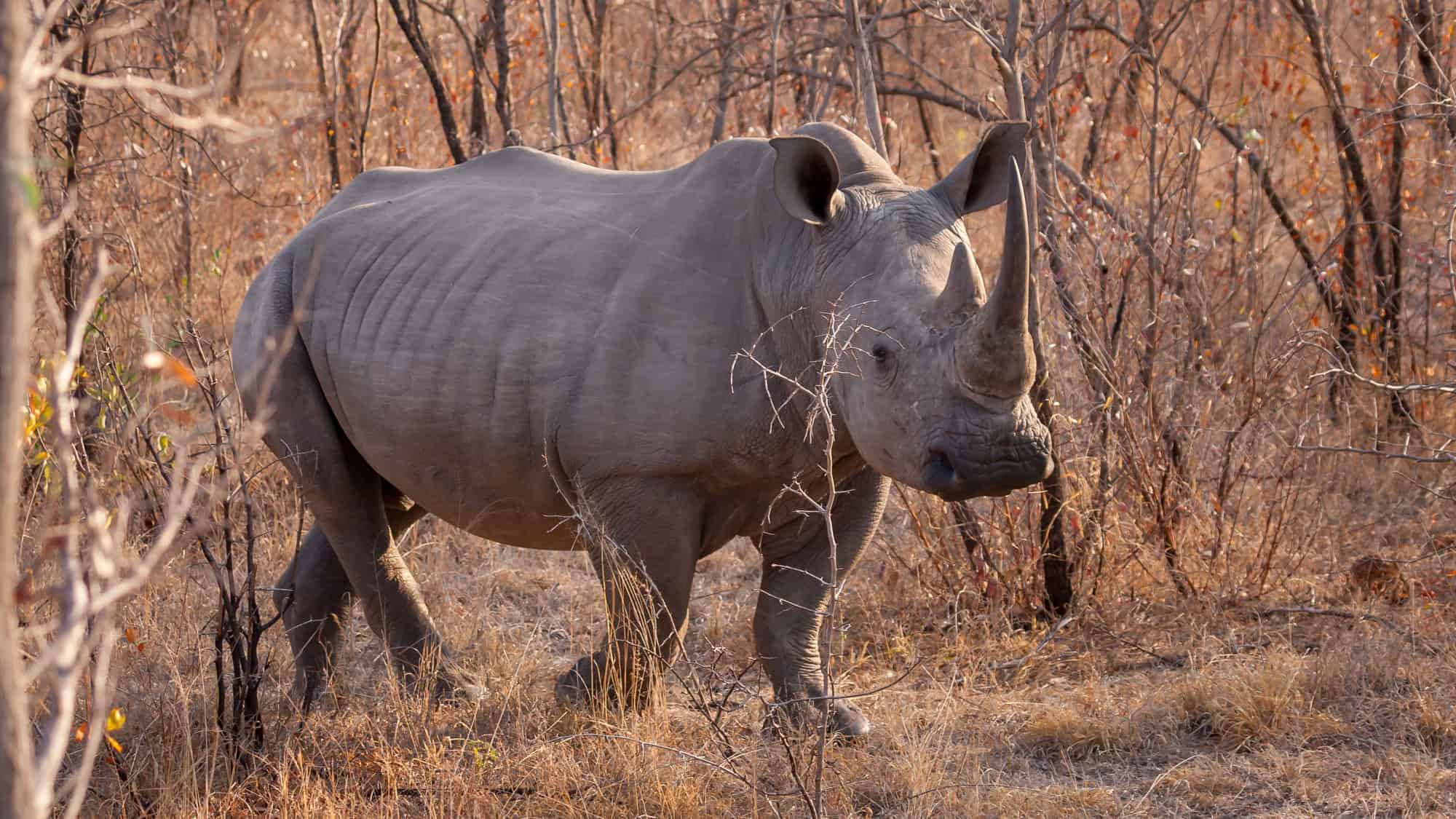 A large rhino stands amidst dry vegetation in Kruger National Park, its massive horn and thick skin prominently displayed.