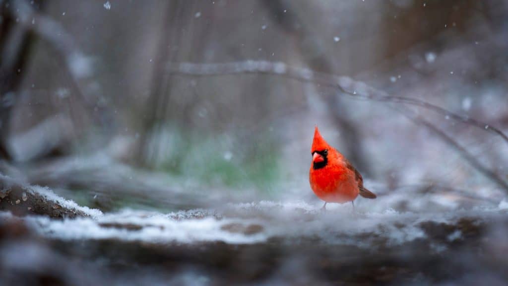 A vivid red cardinal stands on a snowy forest floor, framed by blurred, frosty branches.