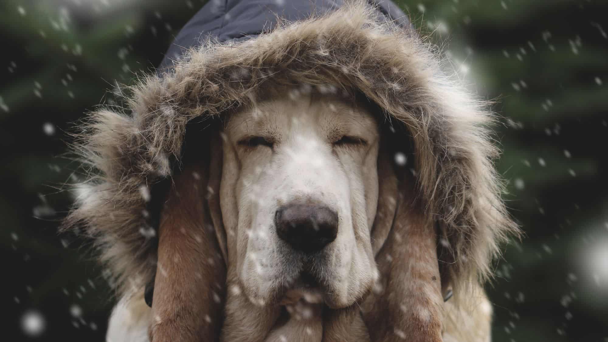 A large dog with a winter coat hood with fur over his head sits with its eyes closed in the falling snow.