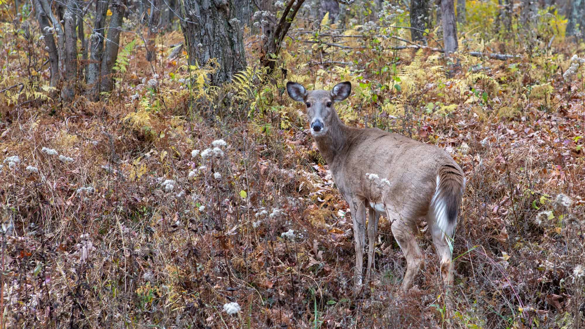 A deer stands among dried grasses and golden foliage, looking directly at the camera in a forest clearing.
