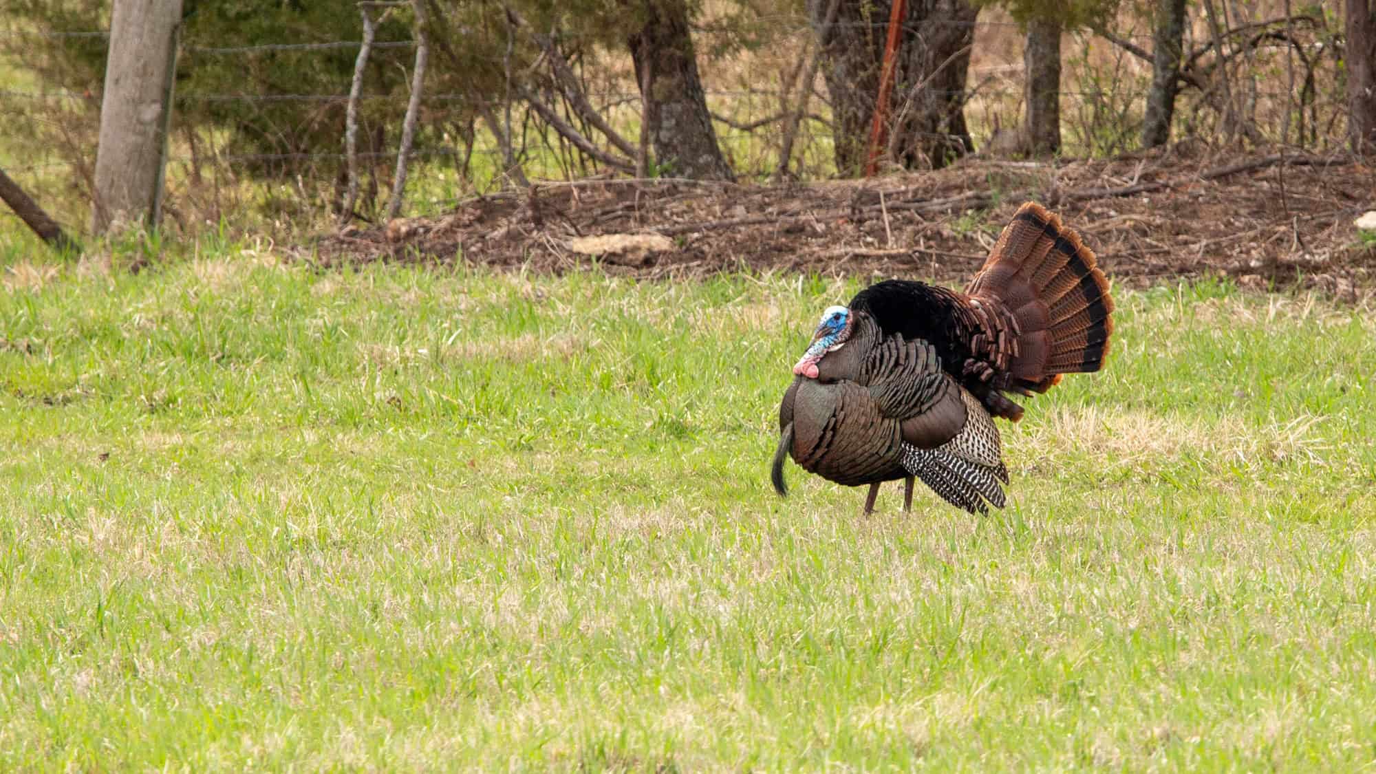 A wild turkey with fanned tail feathers struts across a grassy field.