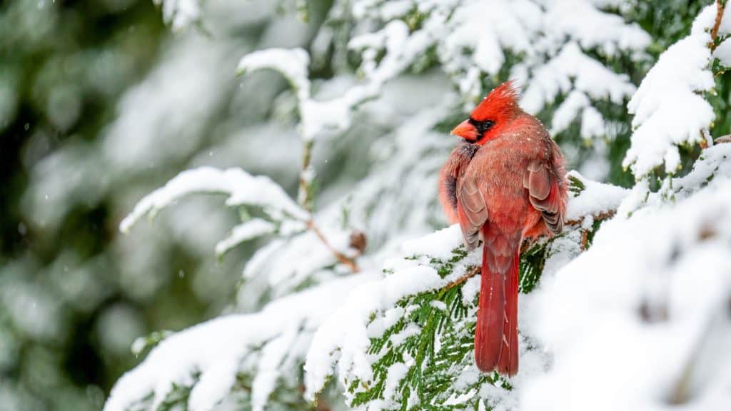 A brighly colored male cardinal sits on an evergreen tree branch covered in snow.