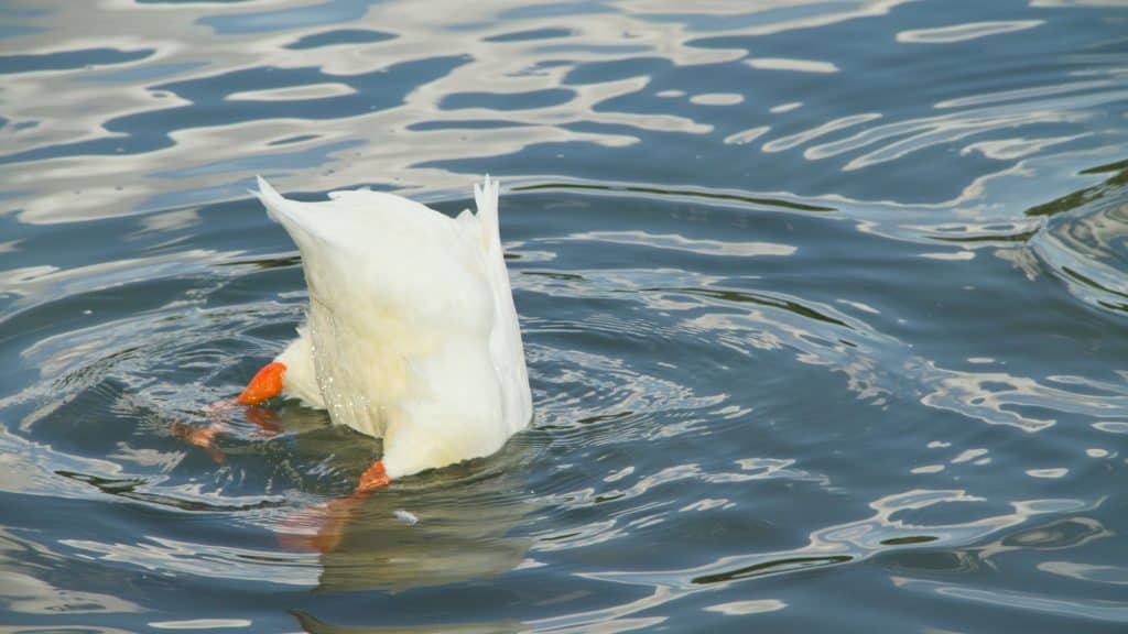 A white duck with its head submerged underwater, leaving only its tail feathers and bright orange feet visible above the rippling surface.