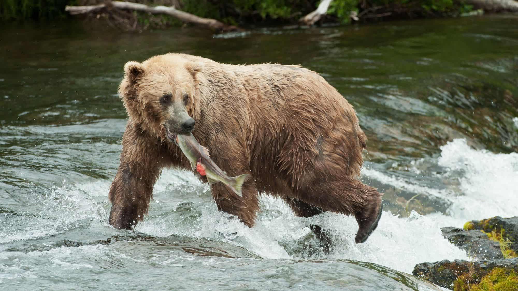 A brown bear standing in a rushing river, holding a freshly caught salmon in its mouth, surrounded by the energy of cascading water.