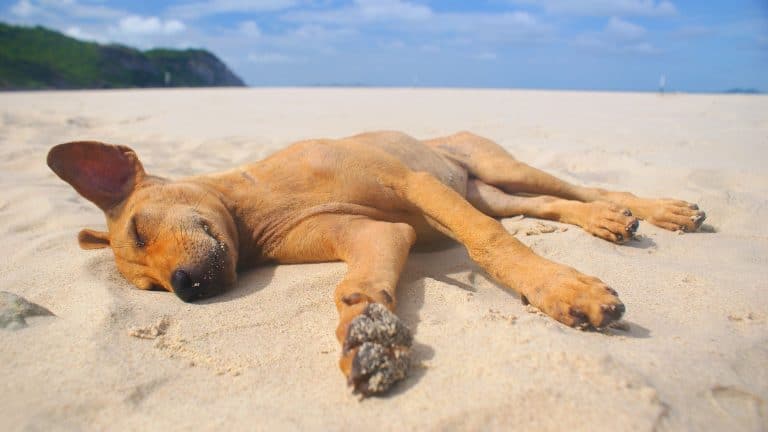 A brown dog sleeps peacefully on soft sand, basking in the warm sunlight, with a serene beach and distant hills in the background.