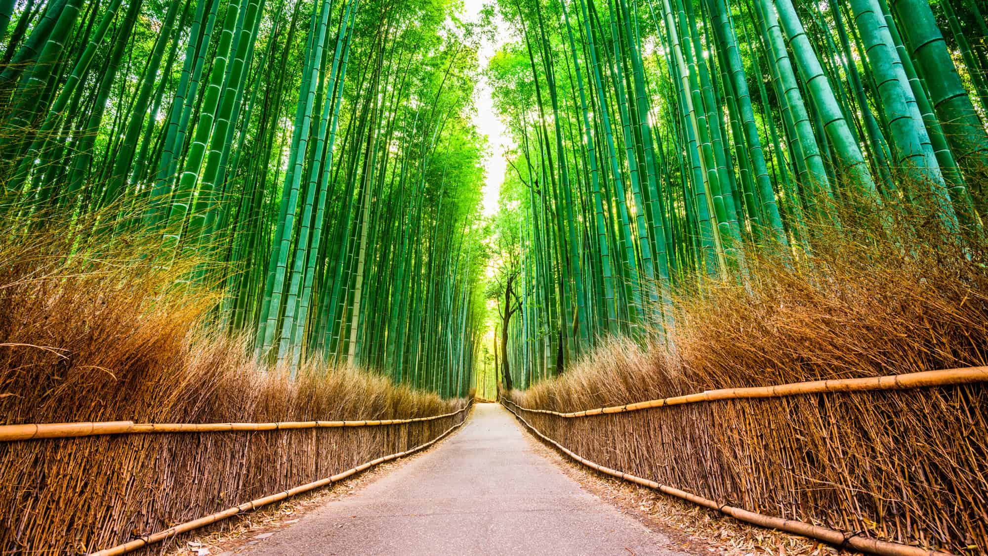 A narrow pathway winds through towering green bamboo stalks in Kyoto’s famous Arashiyama Bamboo Forest.