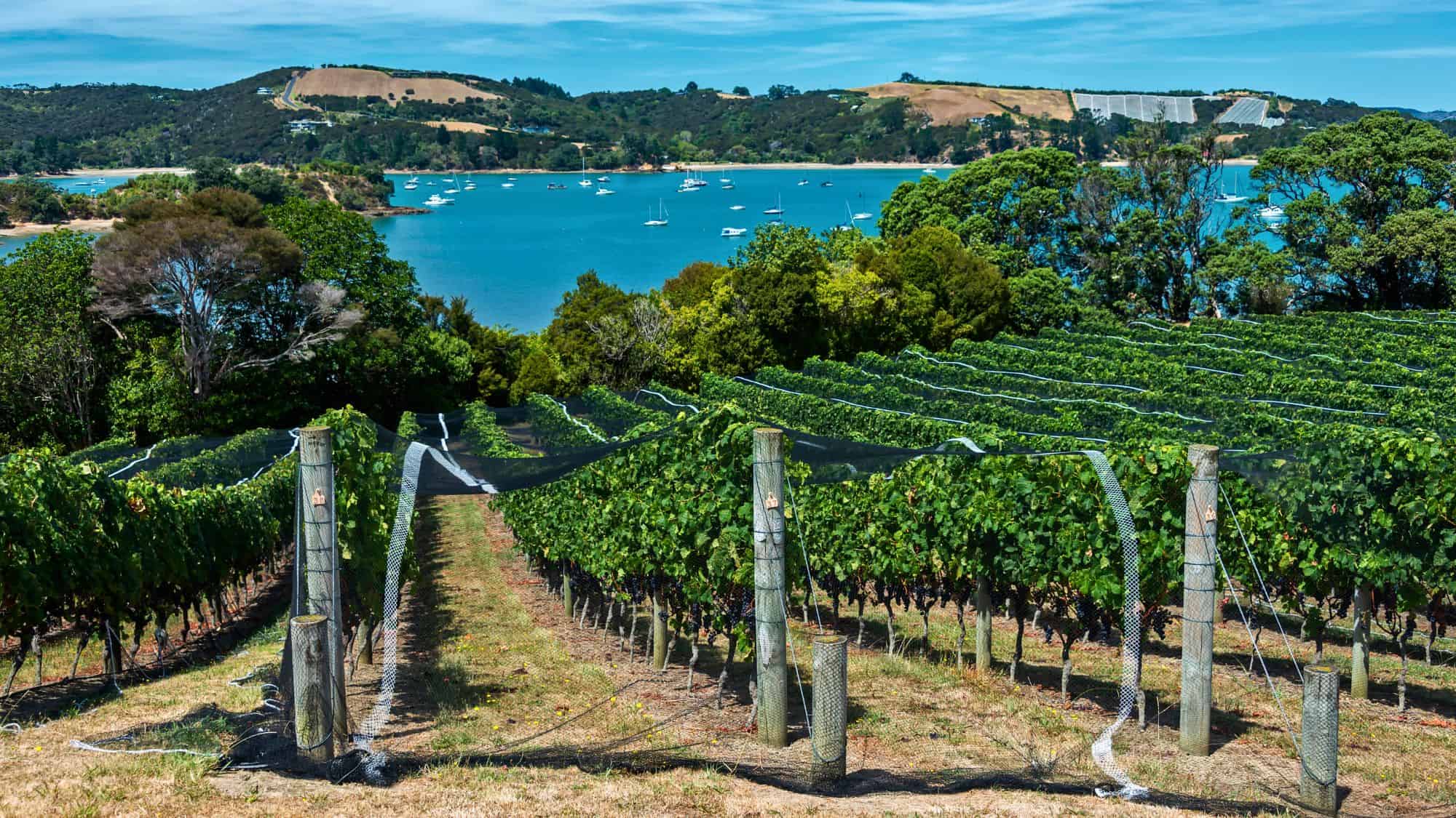 A lush vineyard on a hillside overlooking the blue waters of Waiheke Island, with sailboats dotting the bay. Rolling green hills and neatly lined grapevines contrast with the clear sky and sparkling ocean.