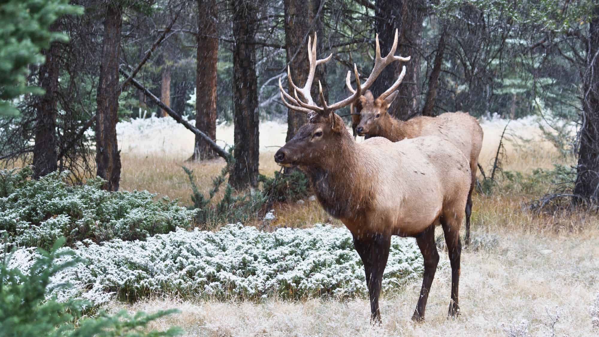 Two majestic elk stand amid a snowy forest landscape. Light snow falls gently, dusting the ground and the evergreen trees while the elk remain alert and calm.