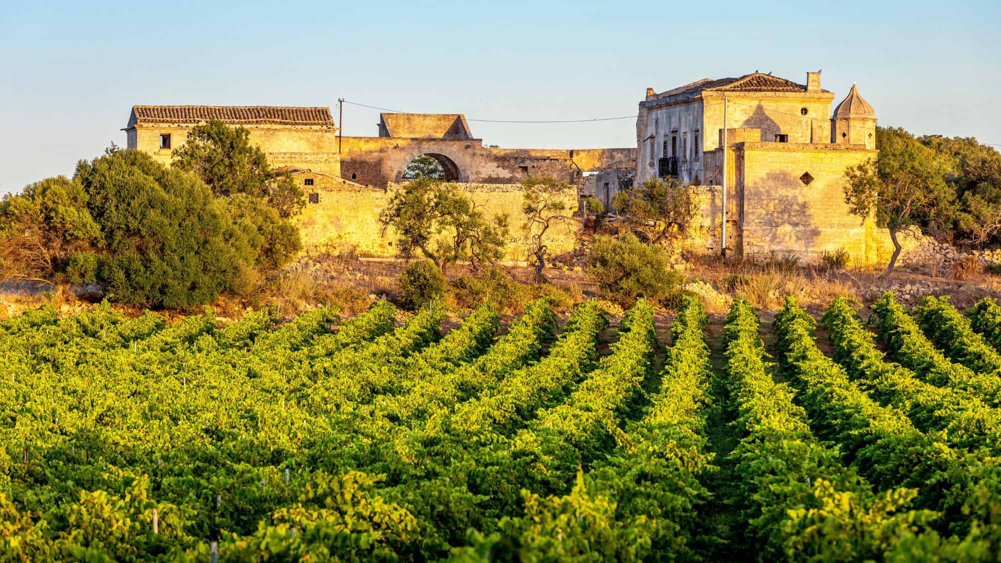A historic vineyard estate in Marsala, Sicily, bathed in warm golden sunlight. Rows of lush green grapevines lead to an old stone building, evoking the region’s famous winemaking tradition.