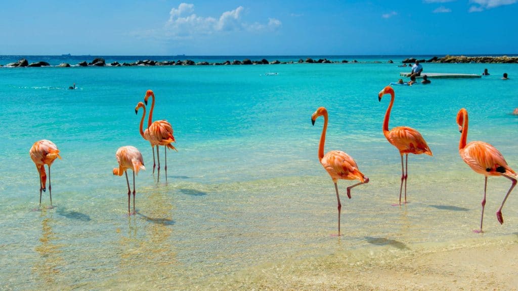A group of pink flamingos wades gracefully in the shallow, turquoise waters of a Caribbean beach, with swimmers and distant rocks visible under a bright, sunny sky.
