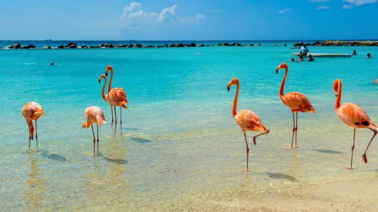 A group of pink flamingos wades gracefully in the shallow, turquoise waters of a Caribbean beach, with swimmers and distant rocks visible under a bright, sunny sky.