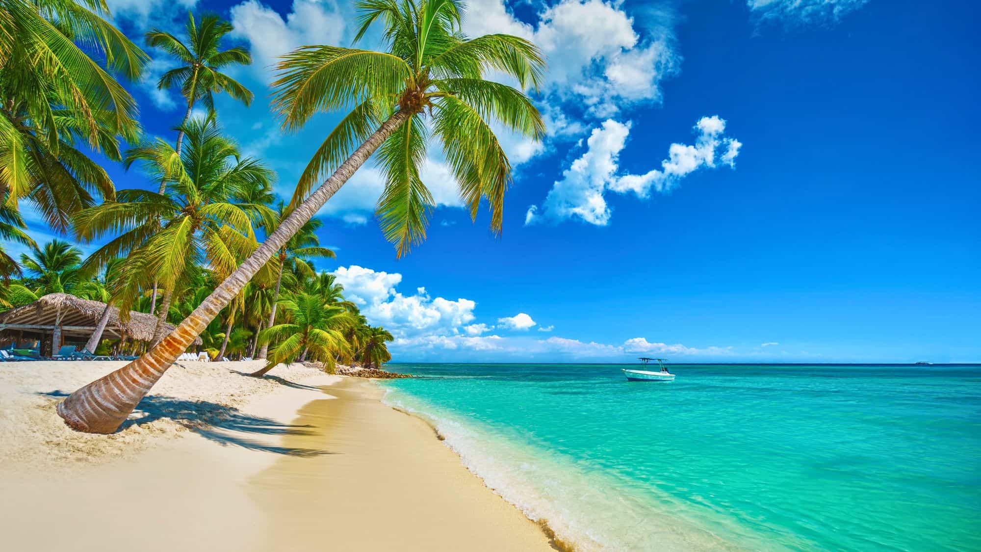 A pristine beach in Punta Cana lined with swaying palm trees and soft white sand, with the clear turquoise ocean stretching out to meet the horizon.