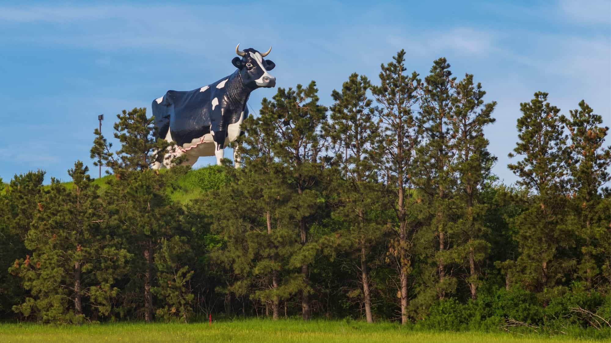 A towering black and white Holstein cow statue named Salem Sue stands atop a grassy hill, partially obscured by evergreen trees. This massive fiberglass cow is a well-known roadside attraction celebrating North Dakota’s dairy industry.