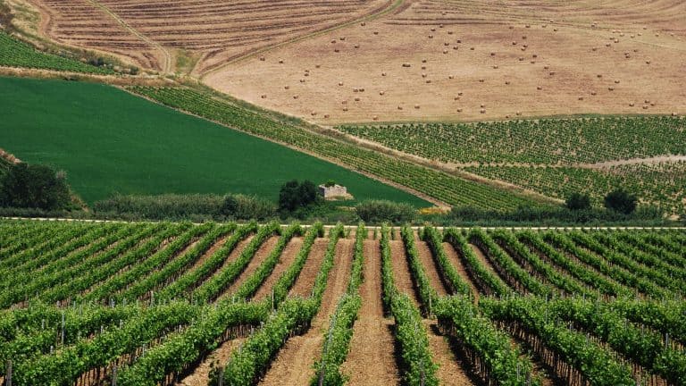 A vast vineyard landscape in Sicily with neatly aligned grapevines stretching into the distance. The rolling hills in the background display different shades of green and golden fields, dotted with hay bales, creating a picturesque agricultural scene.