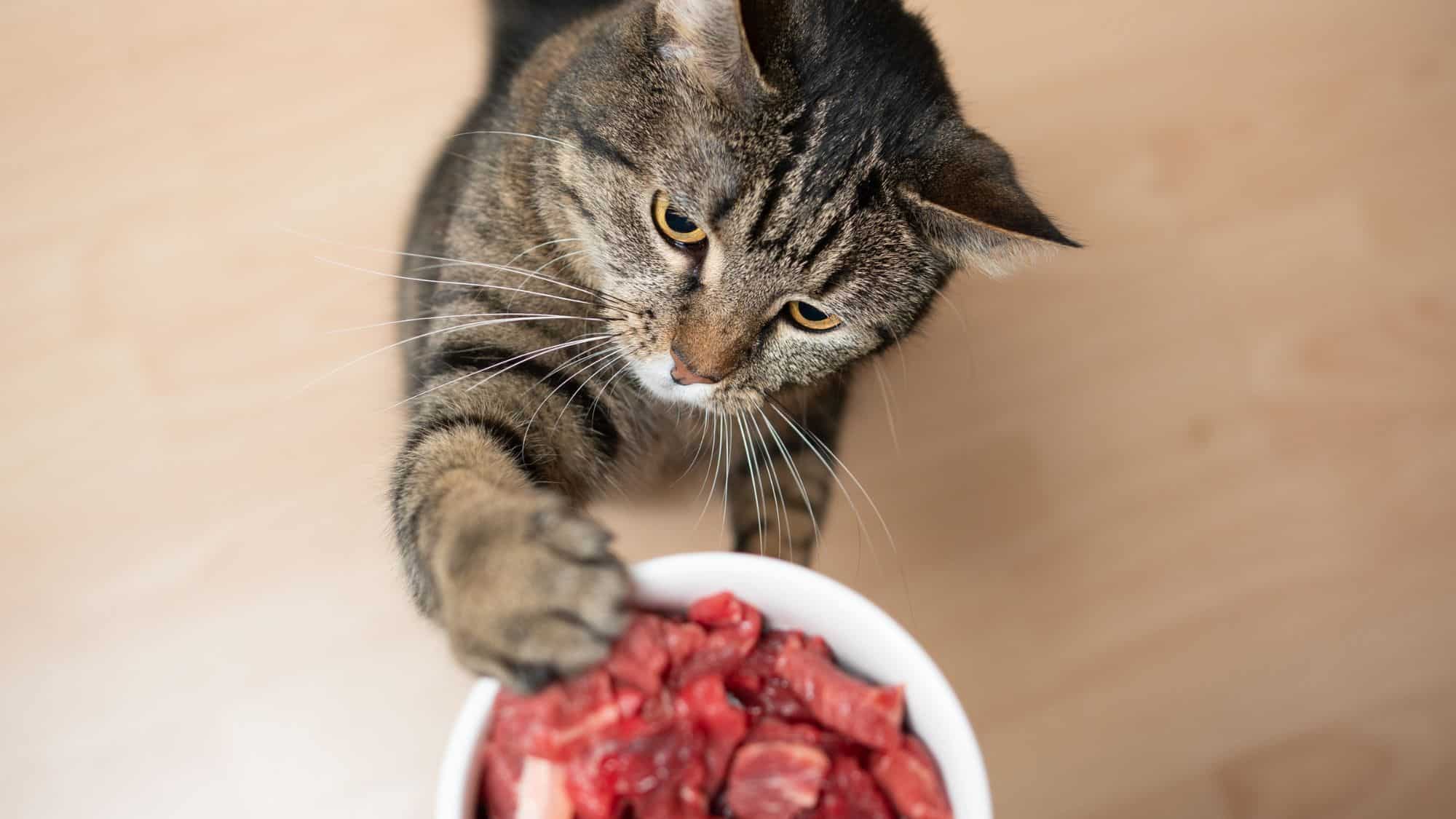 A tabby cat extends a paw toward a bowl filled with fresh, red raw meat. The feline’s eager expression suggests it's about to grab a bite.