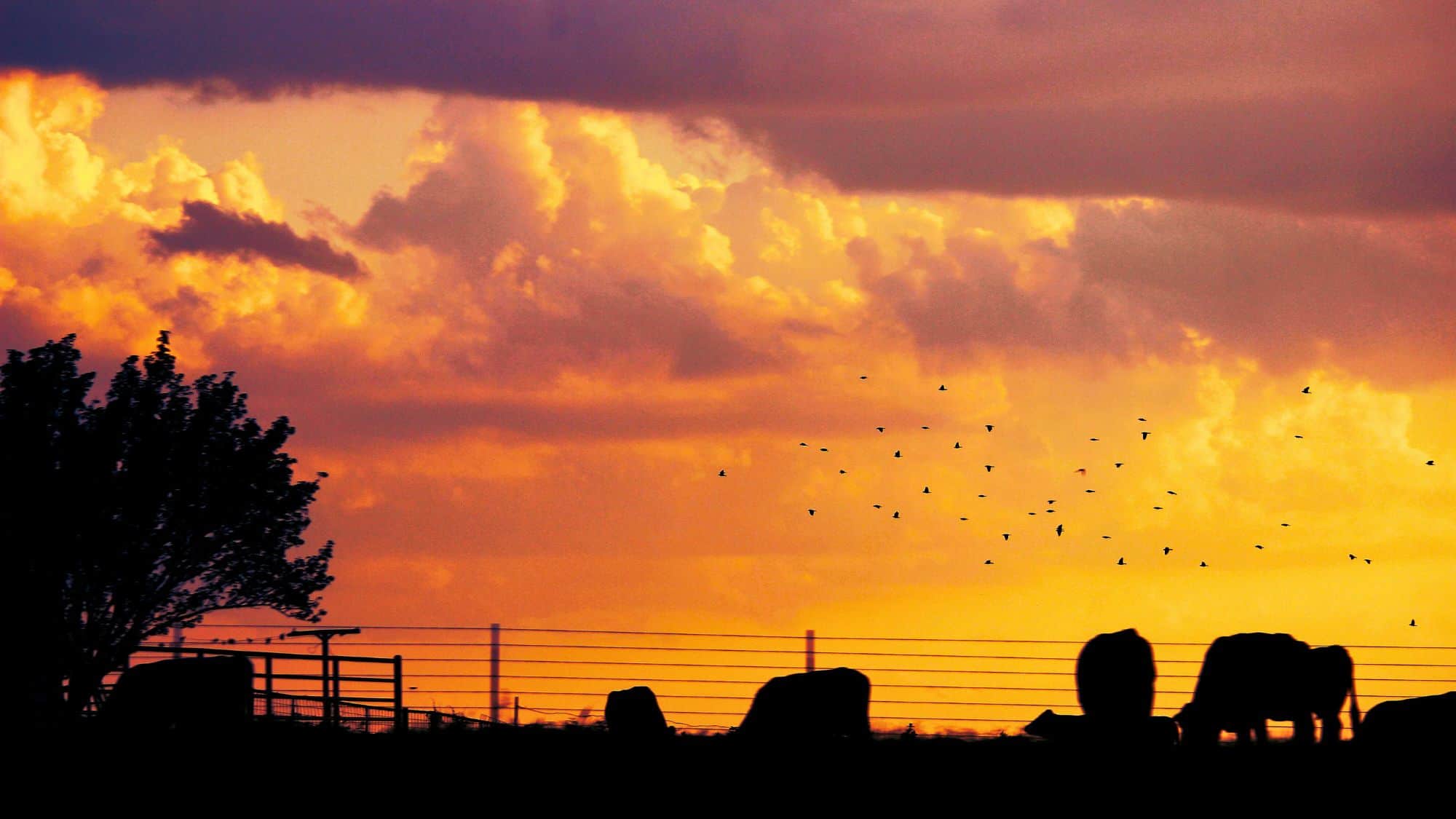 A peaceful rural scene of a cattle ranch at sunset, with silhouettes of cows grazing against a golden-orange sky. A flock of birds flies across the horizon, adding to the tranquil, pastoral atmosphere.