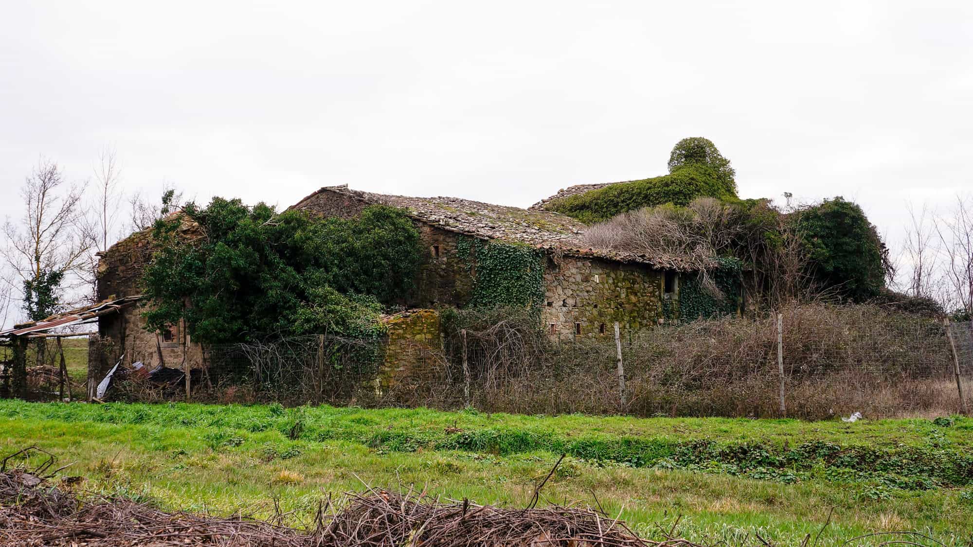 An old, abandoned Tuscan farmhouse covered in ivy, with a crumbling roof and weathered stone walls. The surrounding yard is overgrown with wild vegetation.