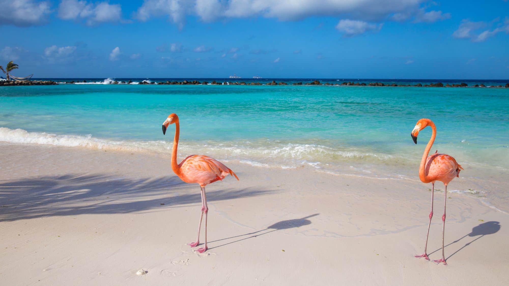 A picturesque beach scene with two vibrant pink flamingos standing on soft white sand. The turquoise ocean stretches out to the horizon, with gentle waves lapping at the shore under a clear blue sky.