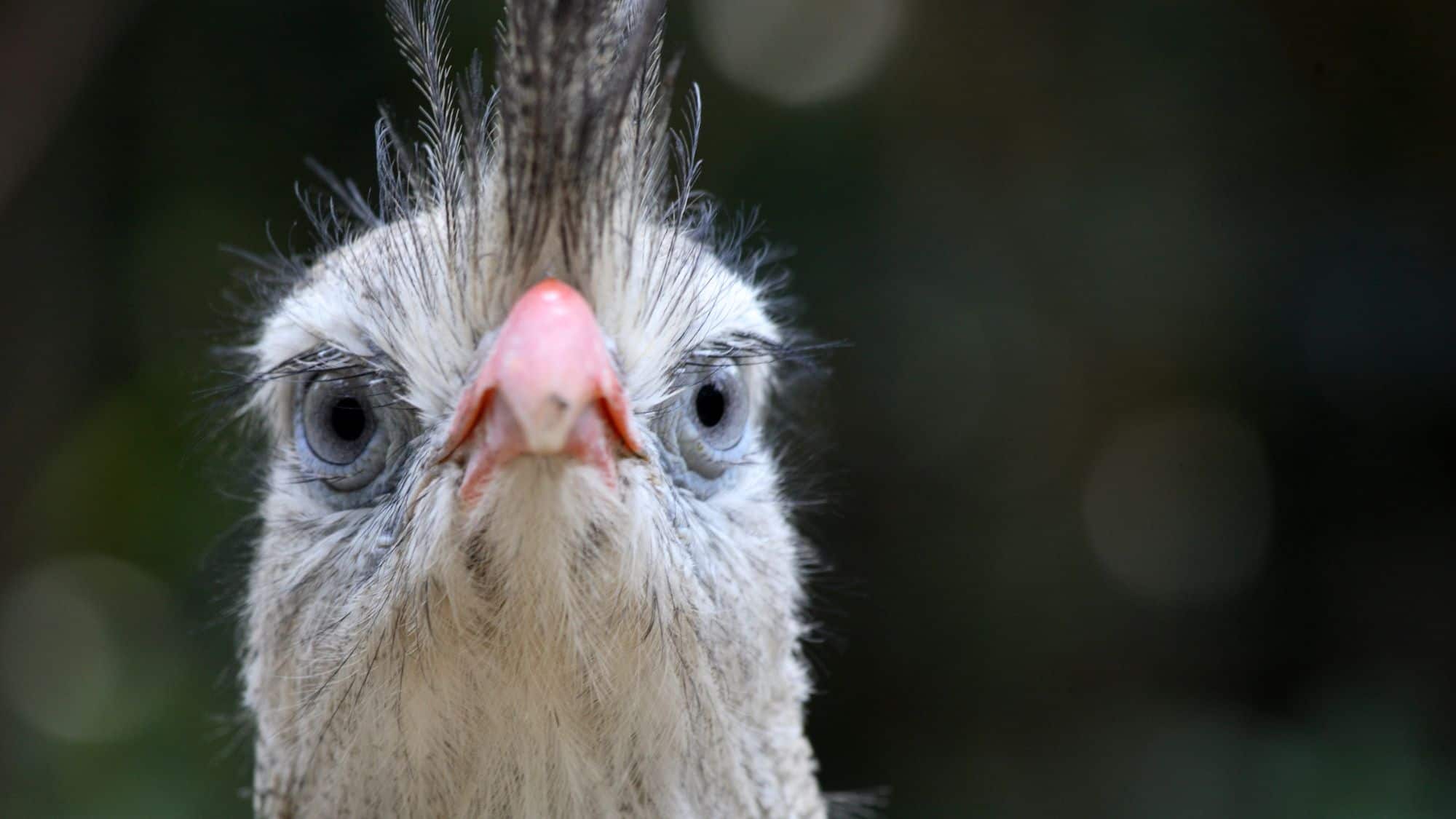 An extreme close-up of a bird with comically intense blue eyes and a slightly disheveled crest. Its direct stare and slightly ruffled feathers make it look both fierce and funny.