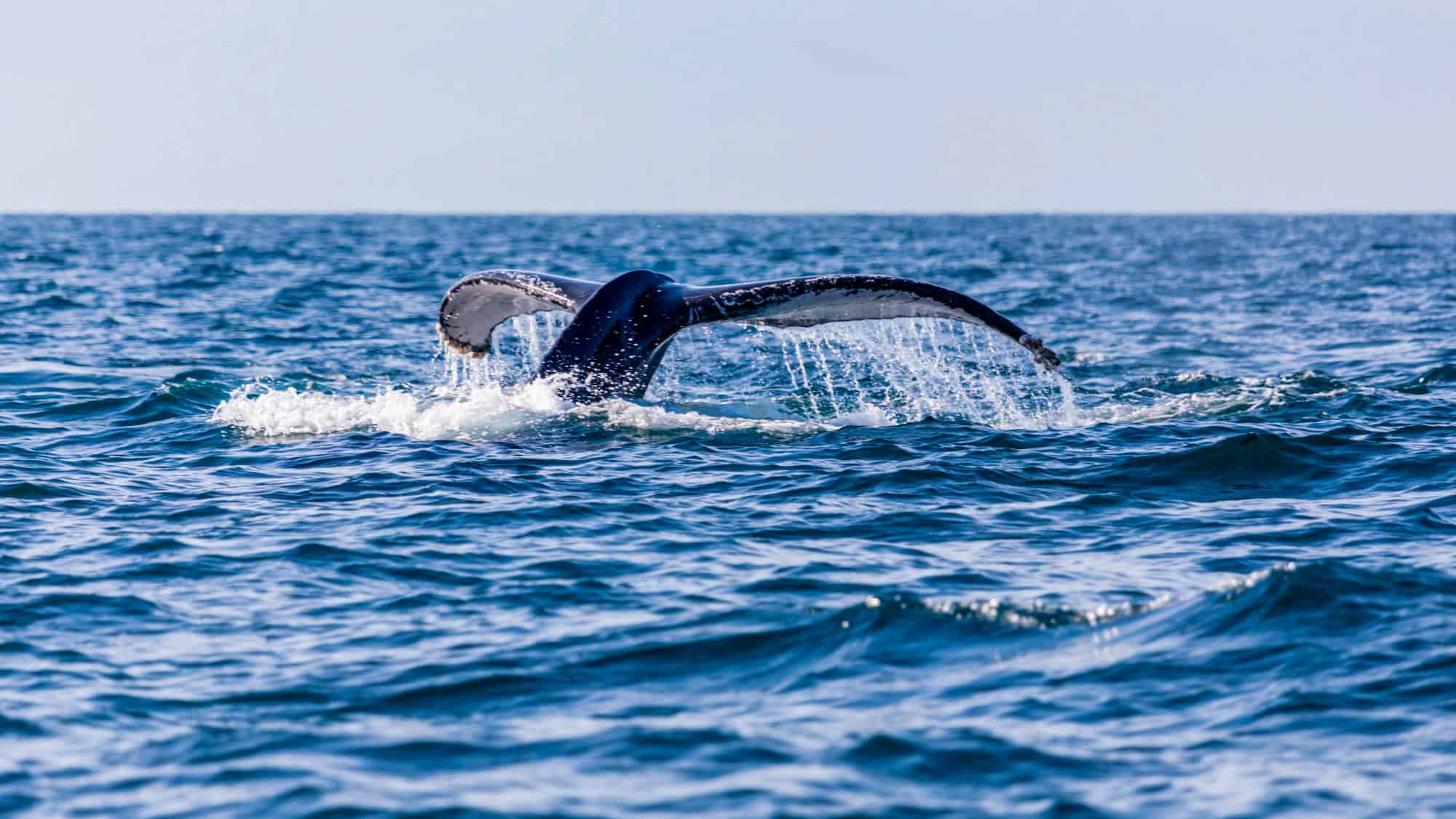 The tail of a humpback whale rises out of the ocean, water cascading off its fins as it dives back beneath the waves in the open sea.