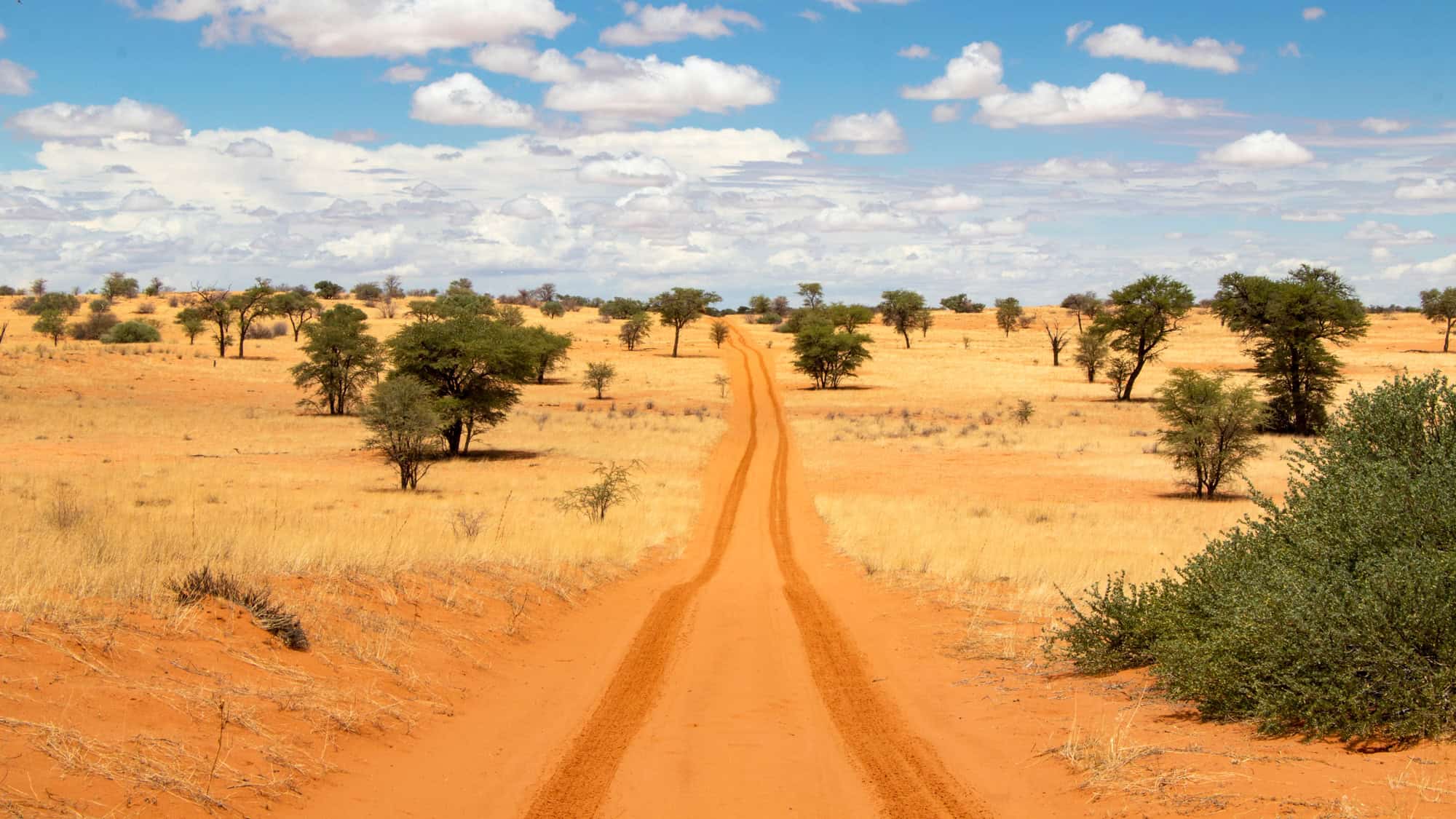A striking desert scene with a long, red sand road stretching into the horizon, flanked by sparse acacia trees. The golden grassland contrasts beautifully against the blue sky dotted with fluffy clouds.