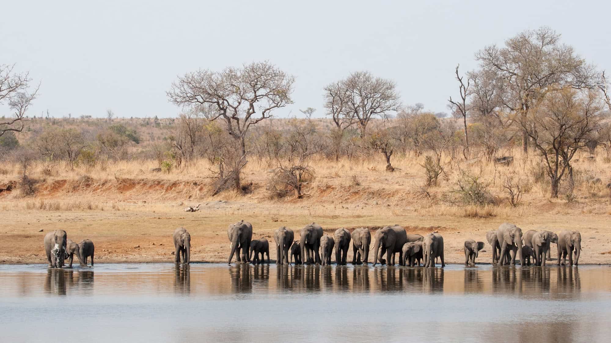 A large herd of elephants gathers at the edge of a watering hole in the dry, golden savanna. Sparse trees and shrubs frame the scene in this famous South African wildlife reserve.
